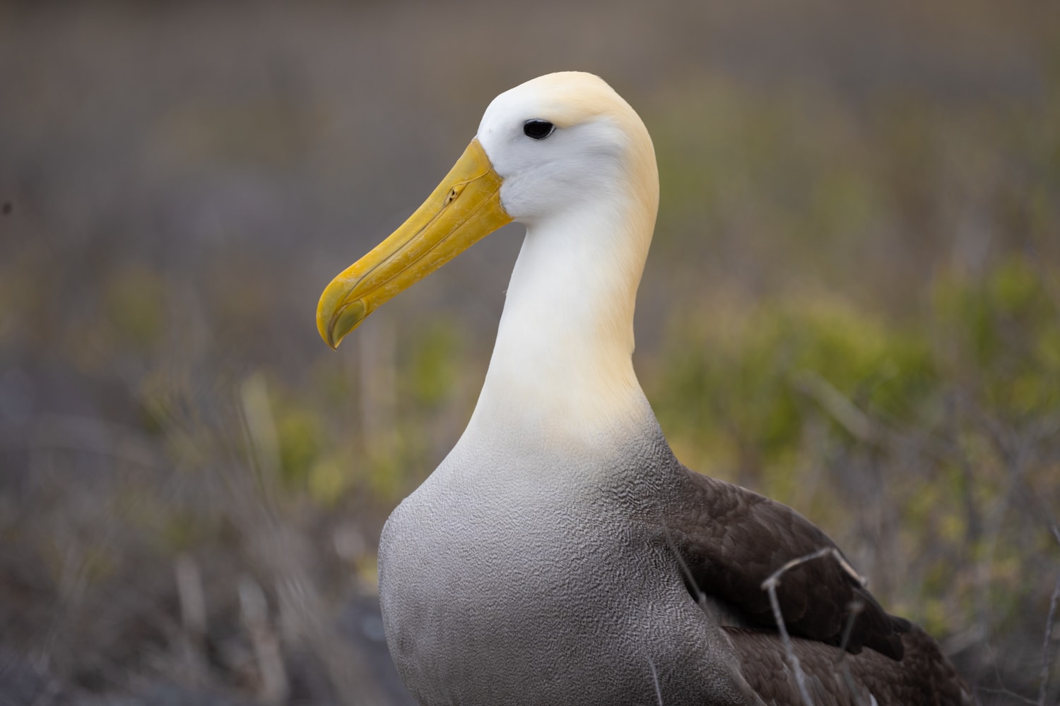 galapagos wildlife photography wave albatross