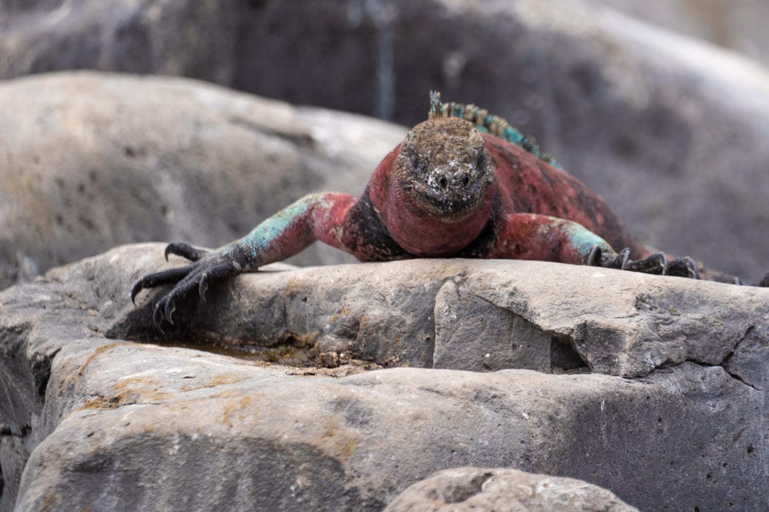 galapagos wildlife photography