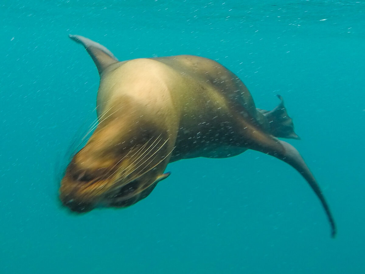 galapagos snorkeling