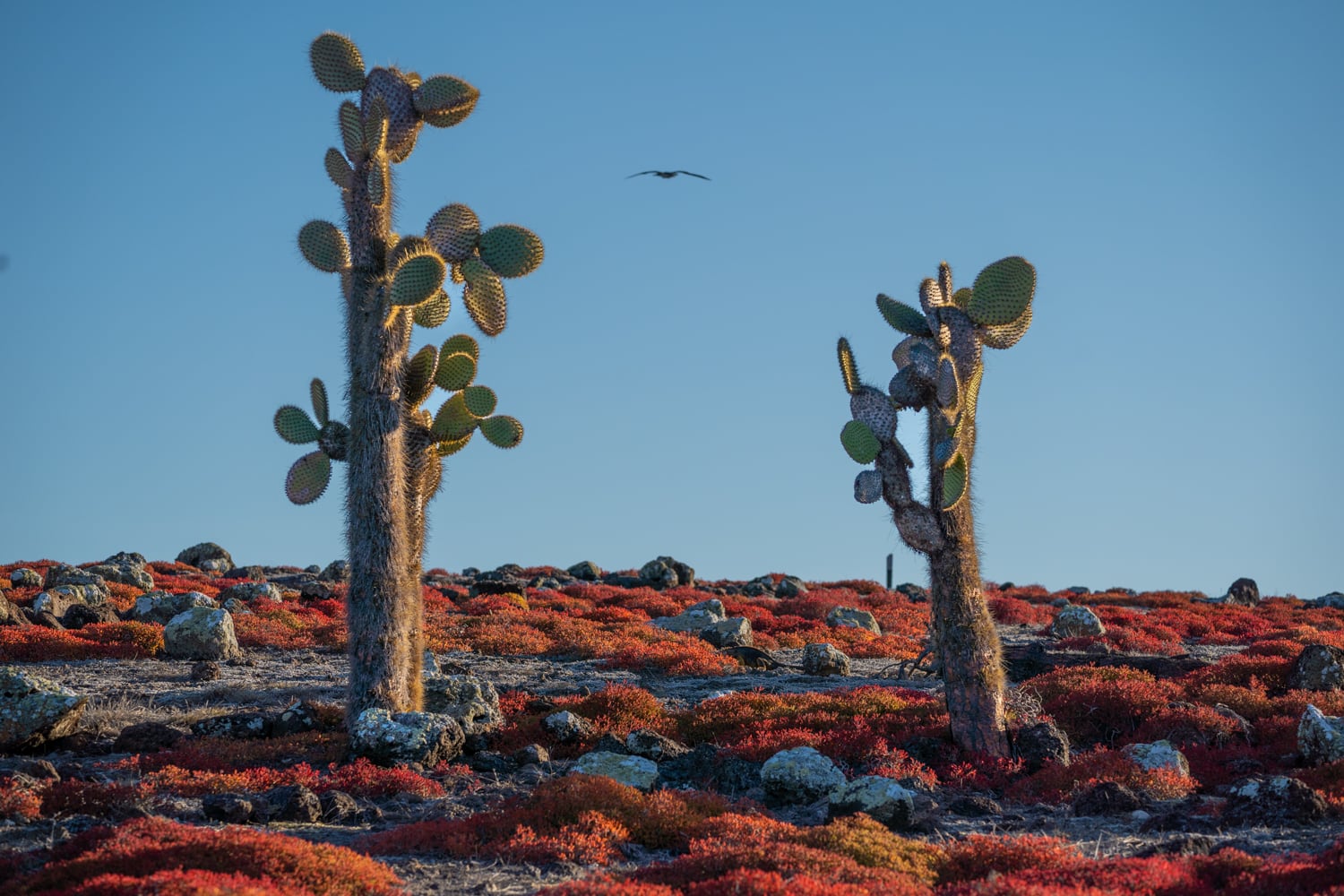 Galapagos cactus