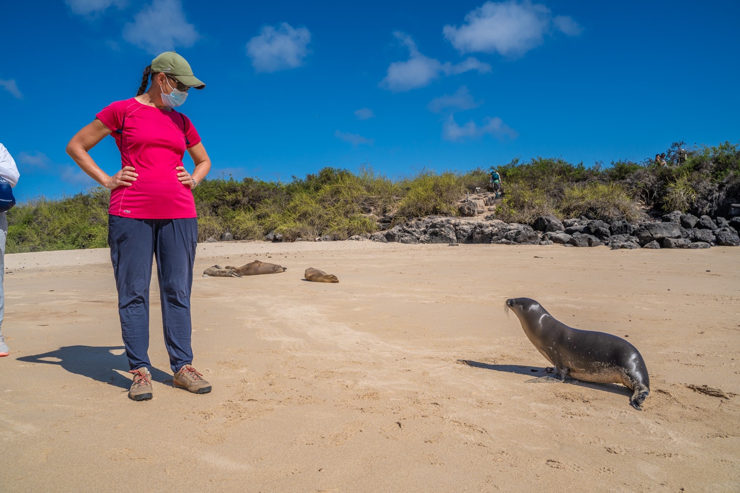 playful sea lions - galapagos wildlife no fear