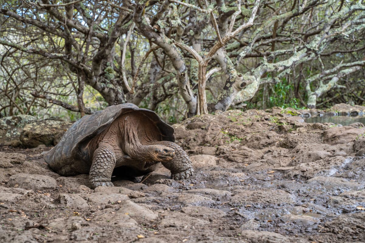 galapagos giant tortoise san cristóbal island - best galapagos tour companies