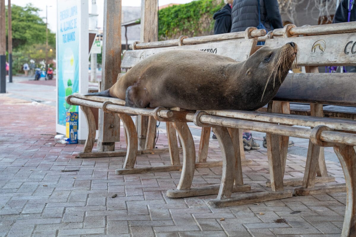 Sea Lion at bus stop Galapagos