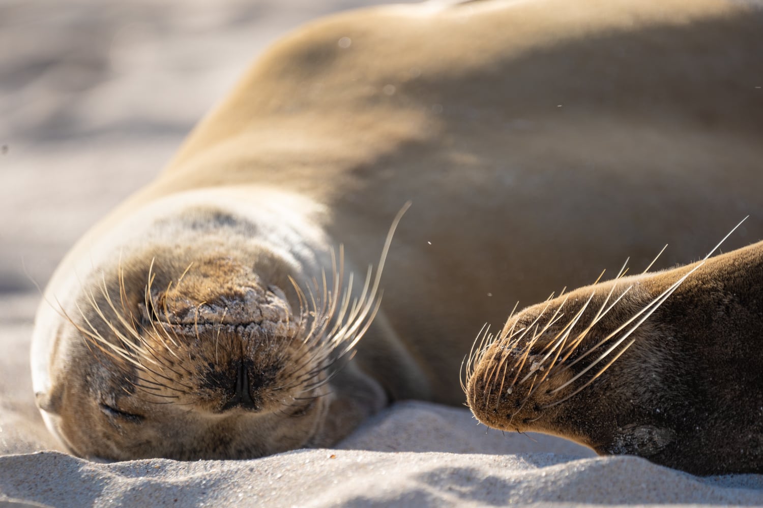 Galapagos Sea Lion