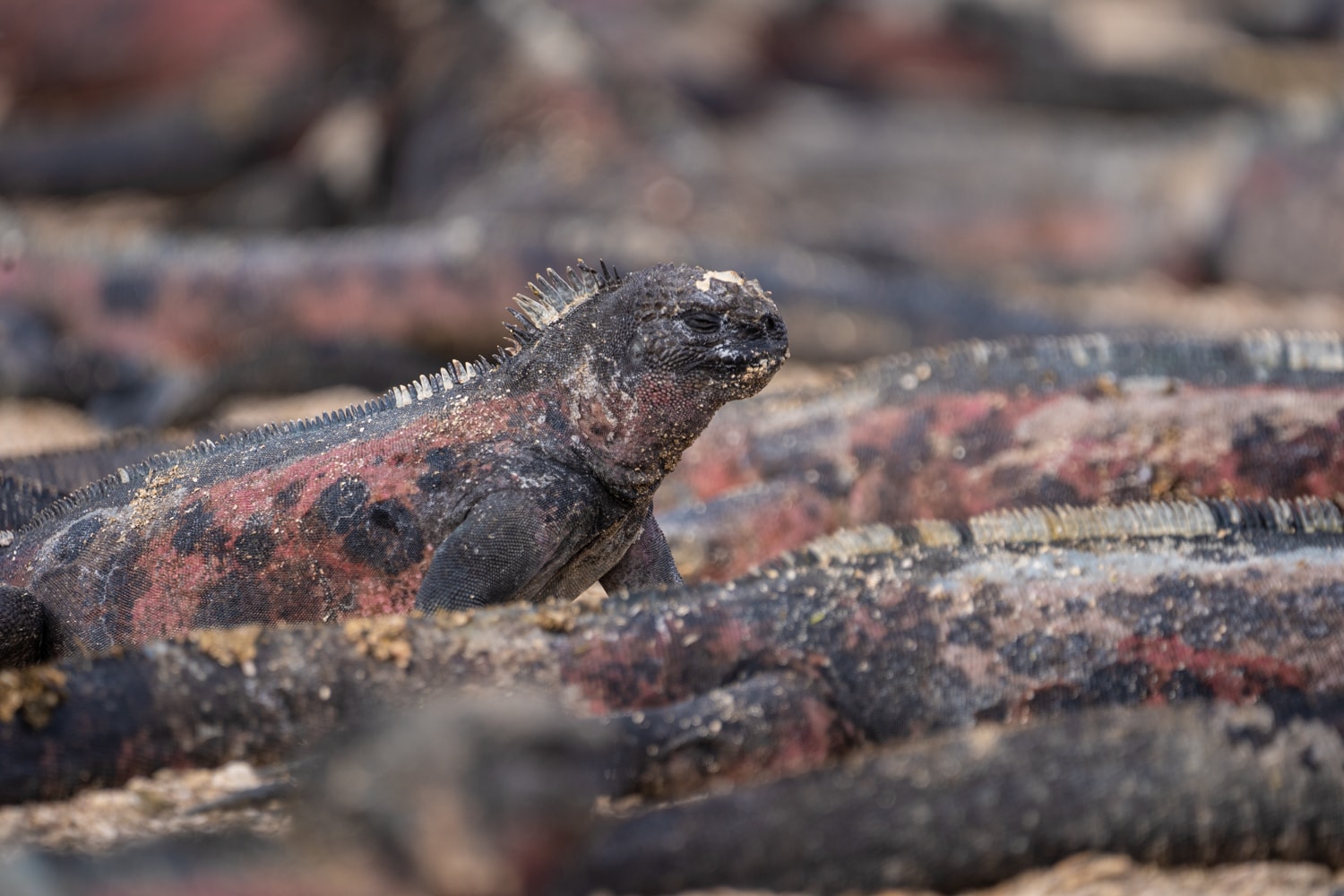 Galapagos marine iguana