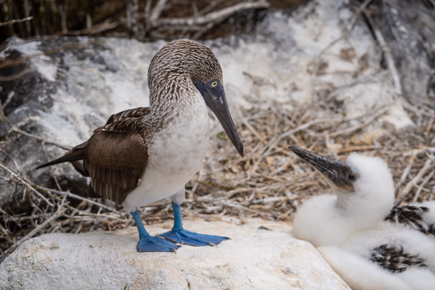 Galapagos Blue Footed Booby - galapagos booking travel