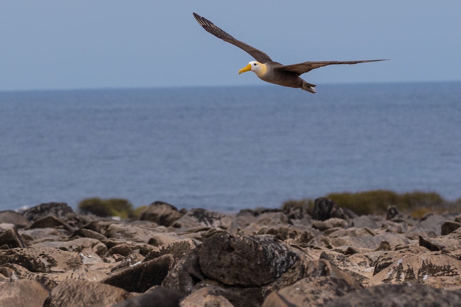 Galapagos Wave Albatross