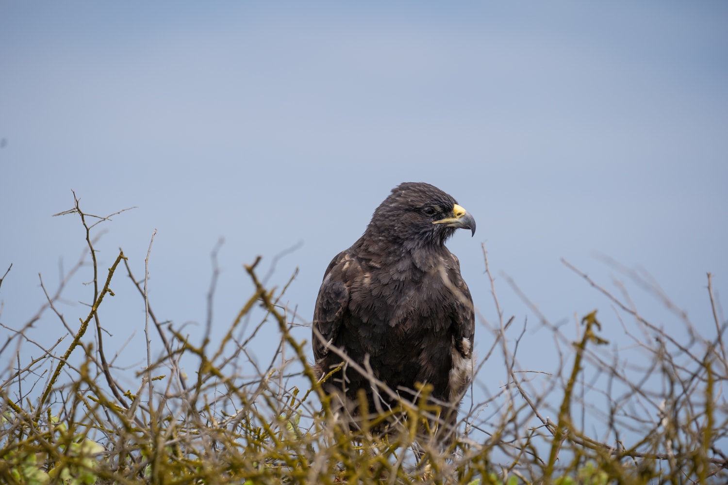 Galapagos Hawk