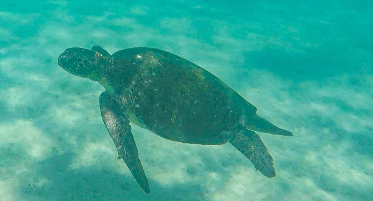 Sea Turtle