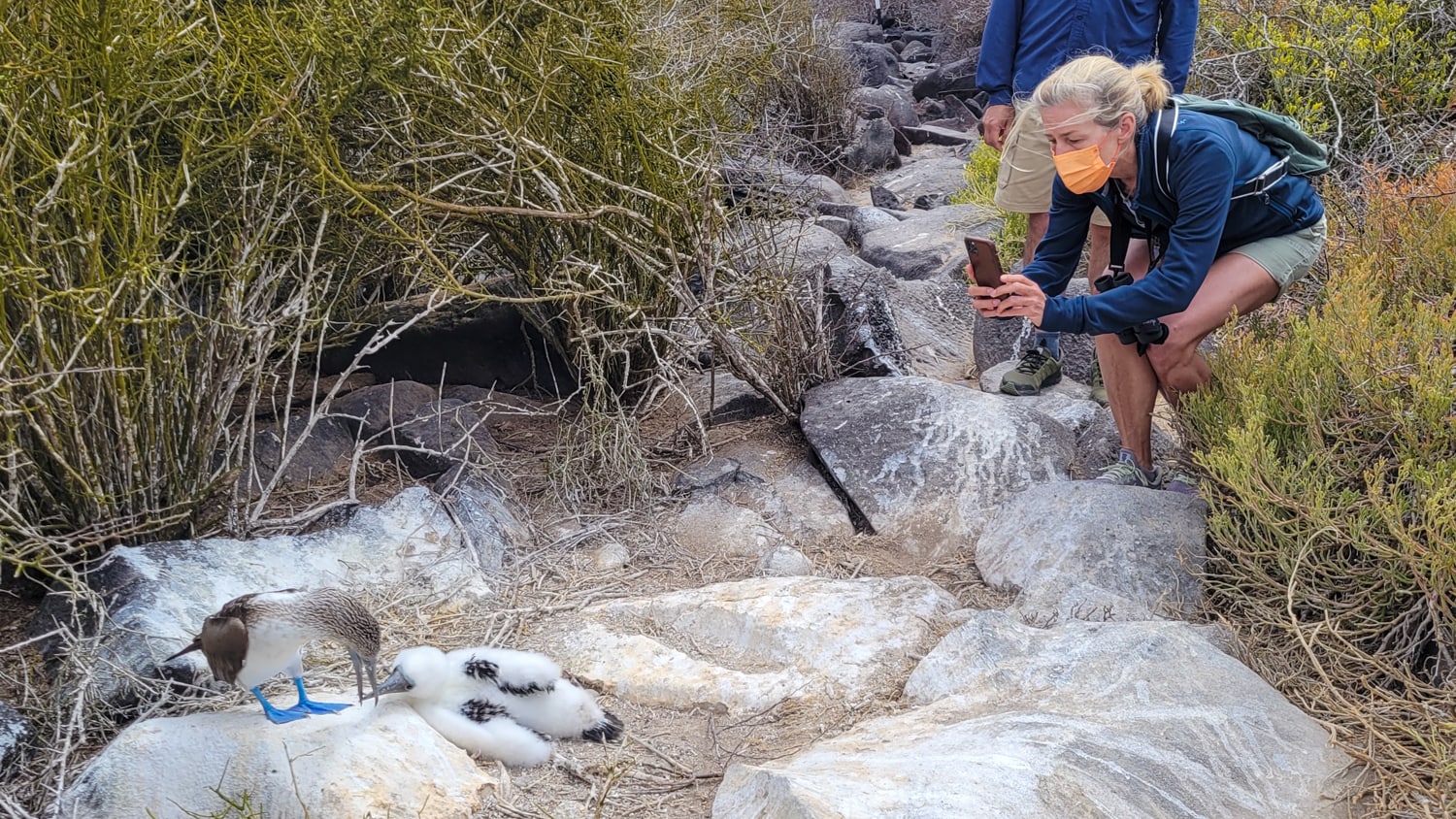 galapagos archipelago wildlife