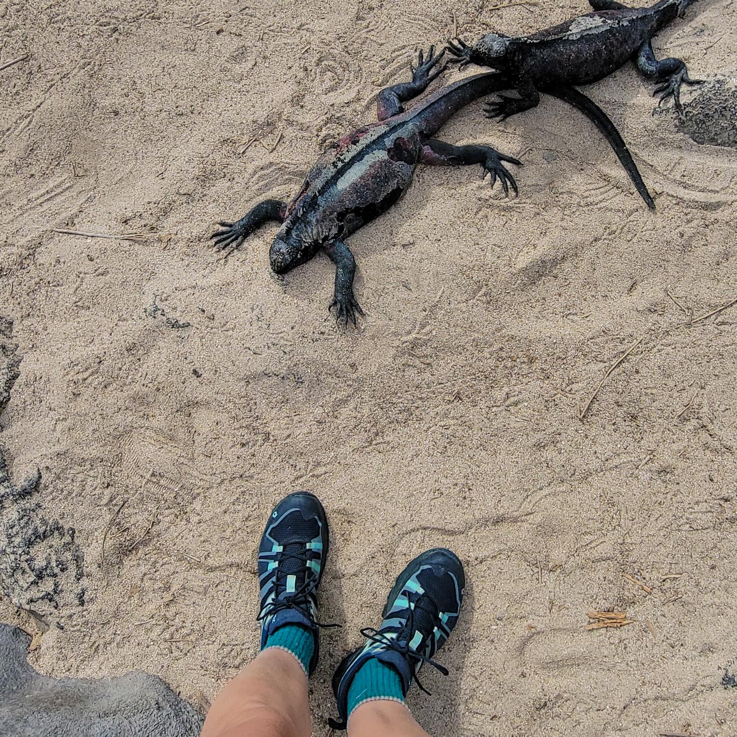 galapagos wildlife get close - cost to go to galapagos islands