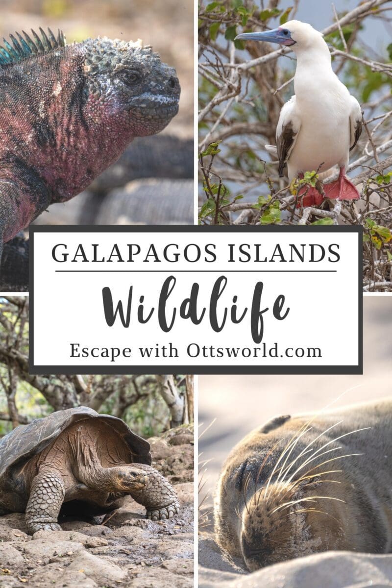 What to expect on a Galapagos Cruise to the Eastern Islands