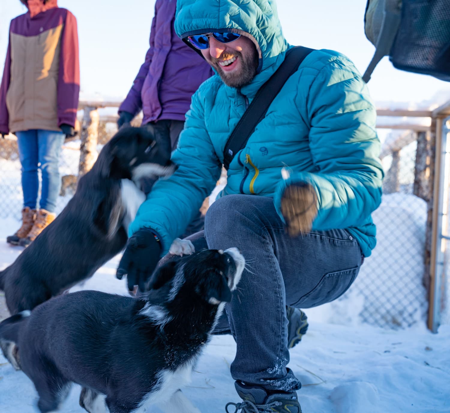 sled dog puppies alaska tour