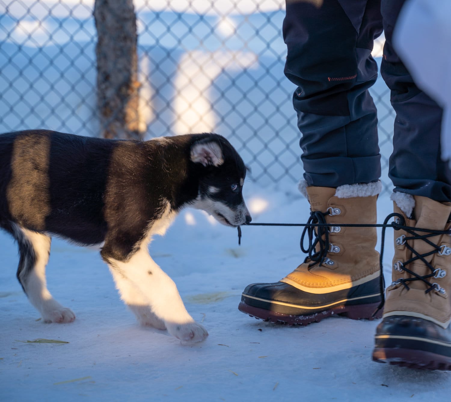 sled dog puppies alaska tour