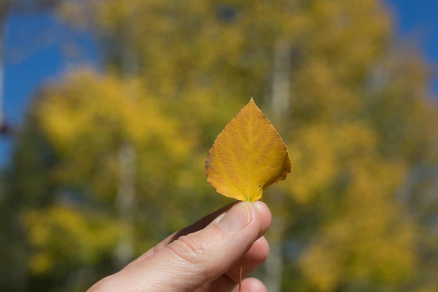 fall weekend in colorado springs