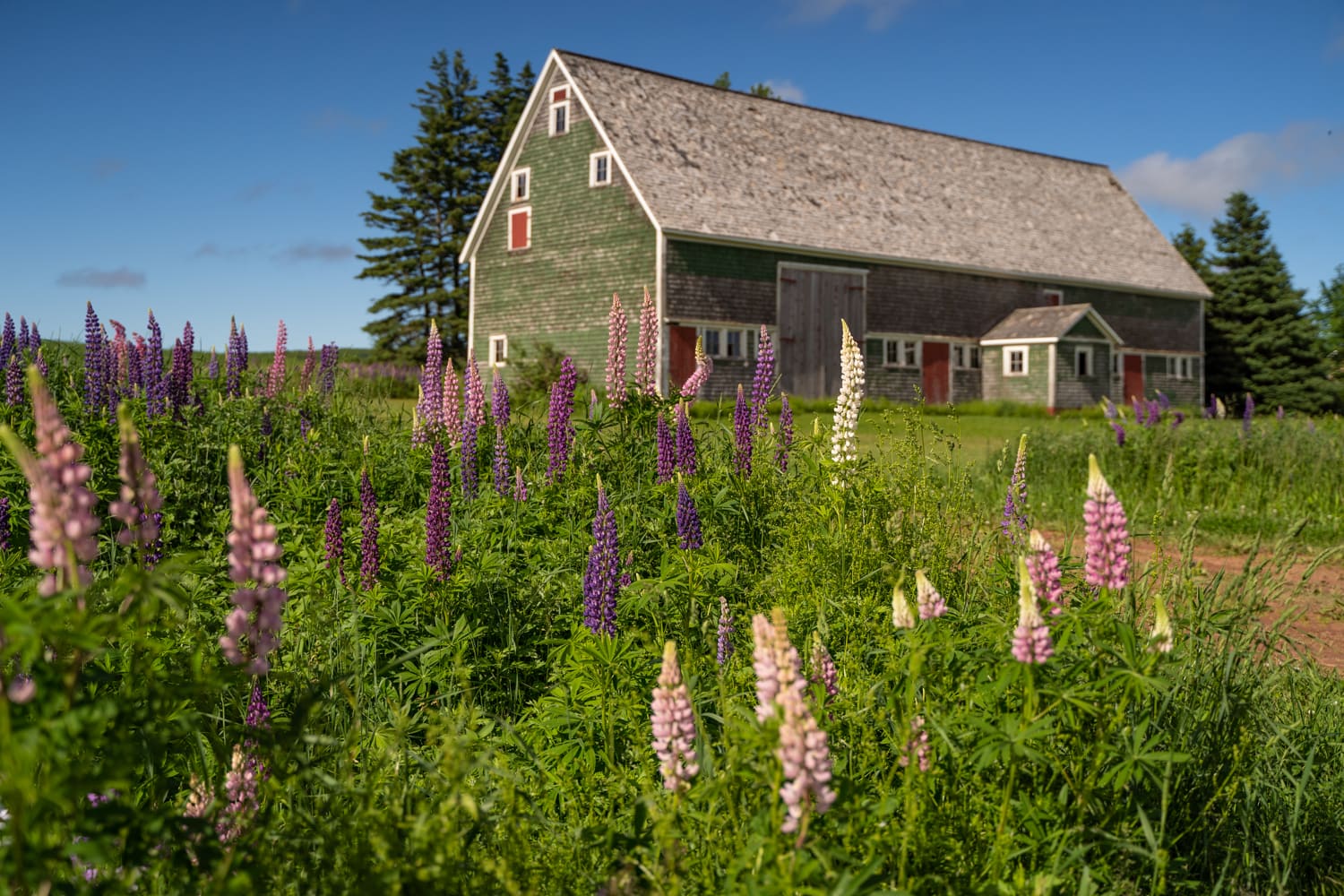barn and lupines