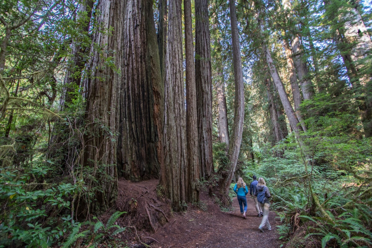 Northern California Redwoods National Park road trip