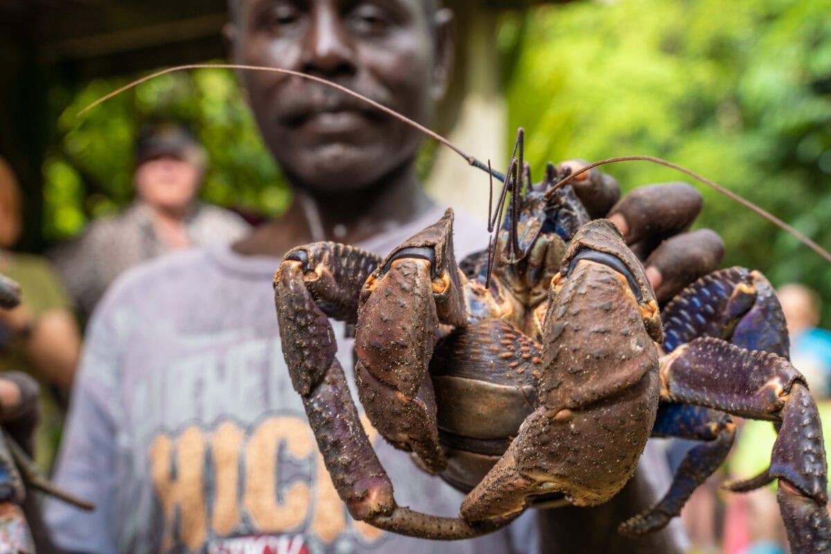 Coconut Crab Tetepare Island 