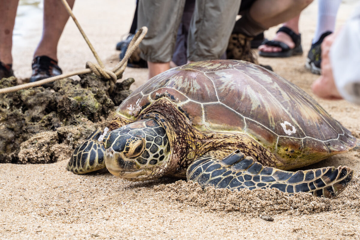 Tagging hawksbill turtles Tetepare Island