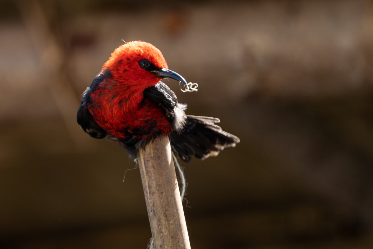 Scarlet Honeyeater bird red feather hat