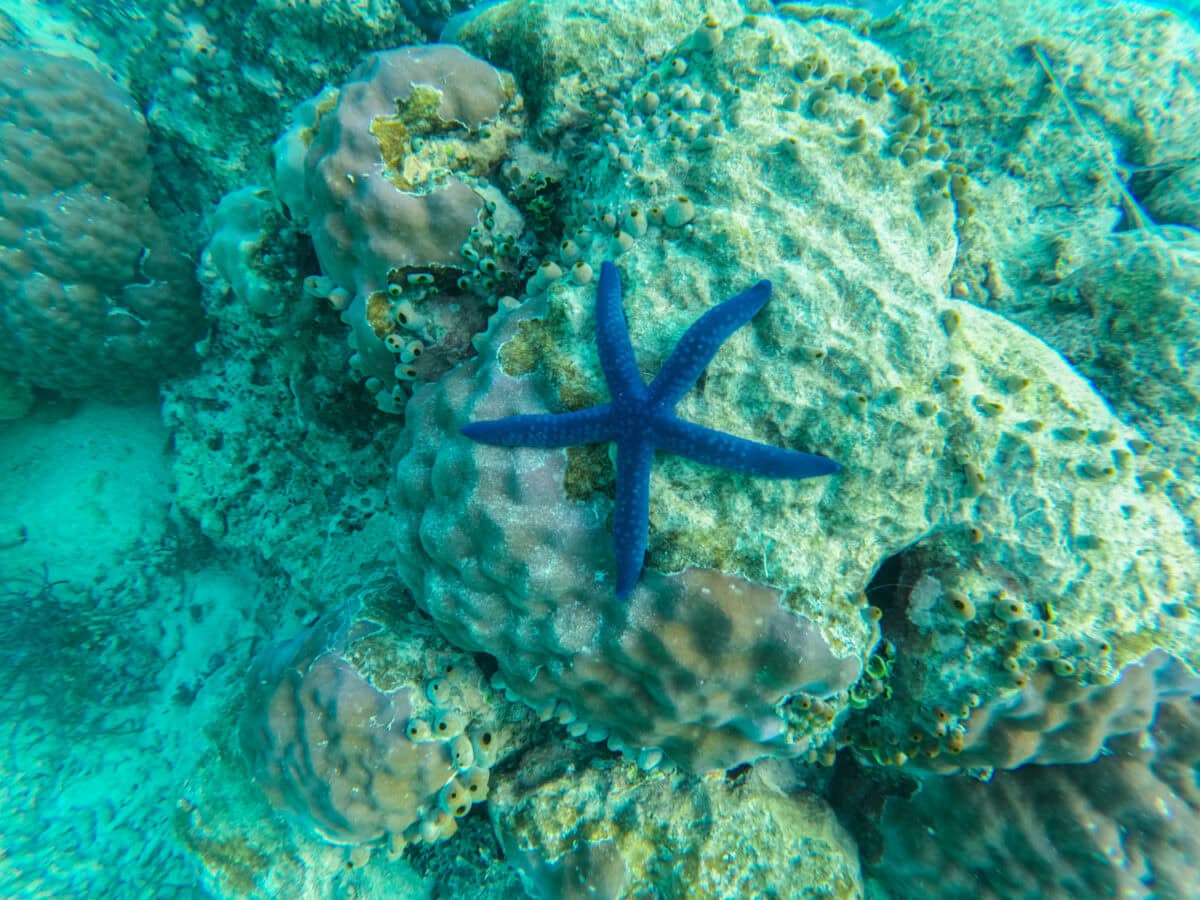 South Pacific Coral Triangle