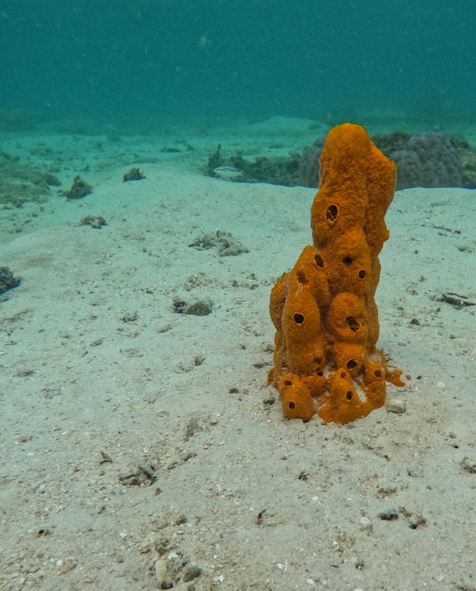 South Pacific Coral Triangle