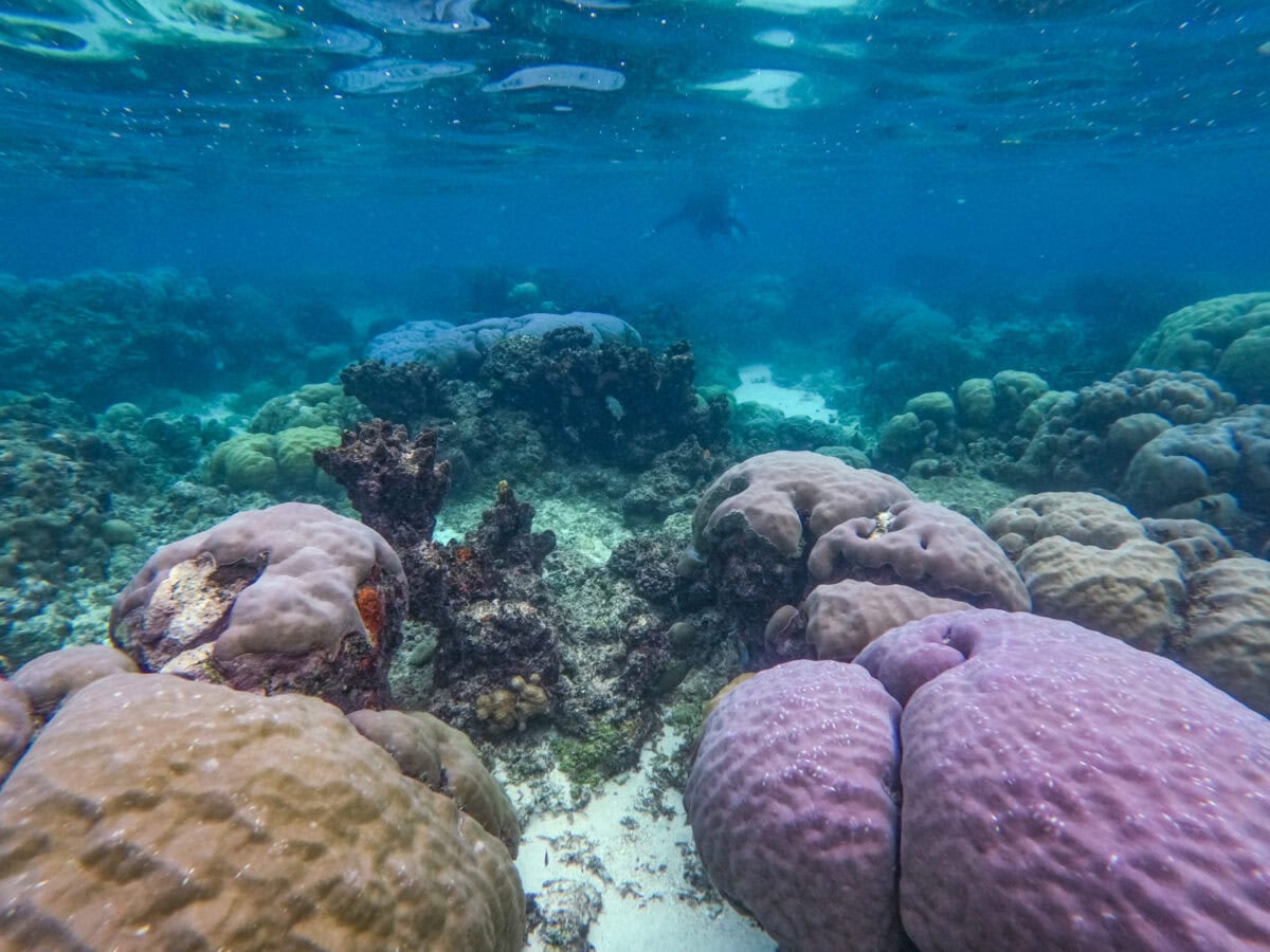 South Pacific snorkeling