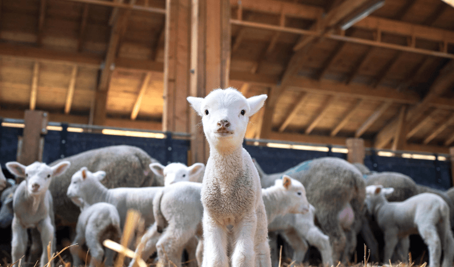 Ireland lambs