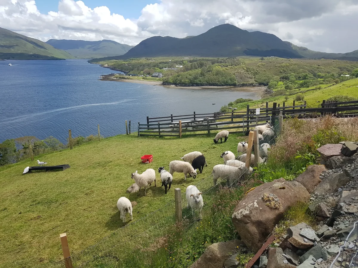 Sheep Dog demonstration Ireland