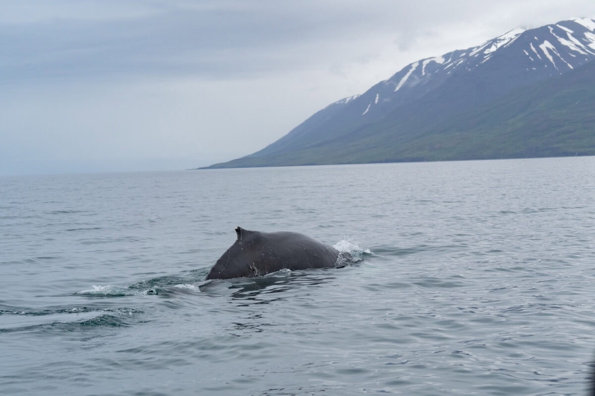 Akureyri whale watching