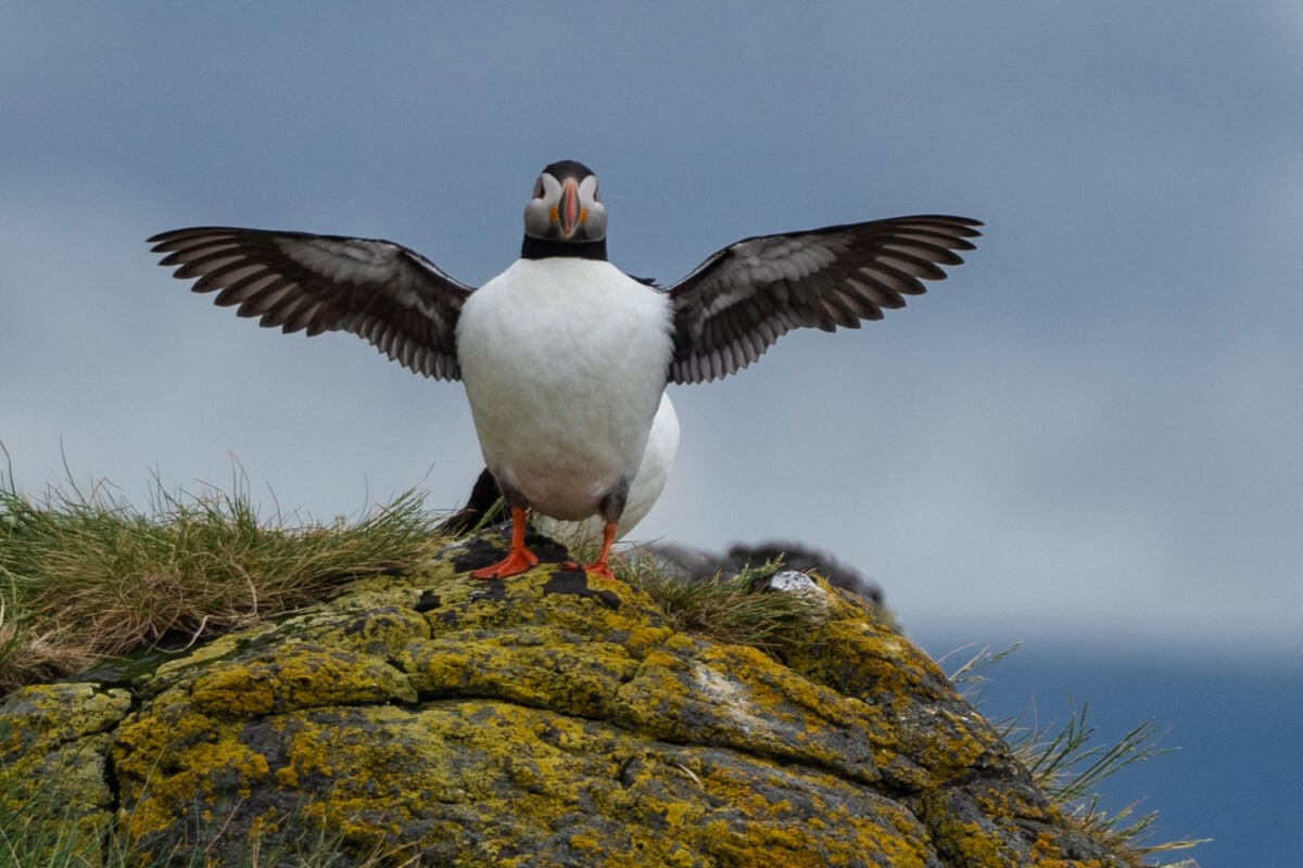 Puffin iceland