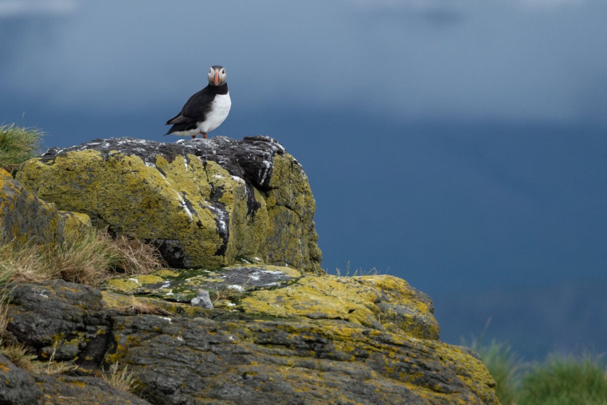 Iceland puffin