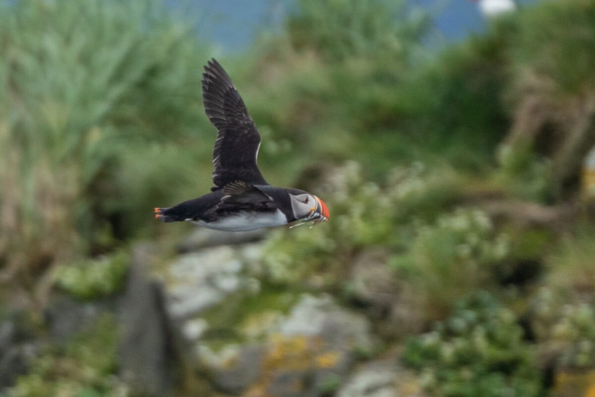 Iceland puffin flying