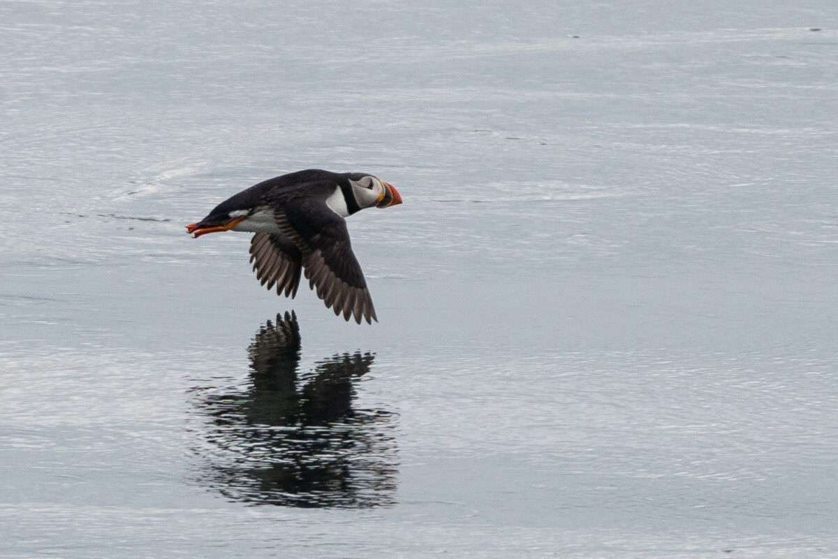 iceland puffin