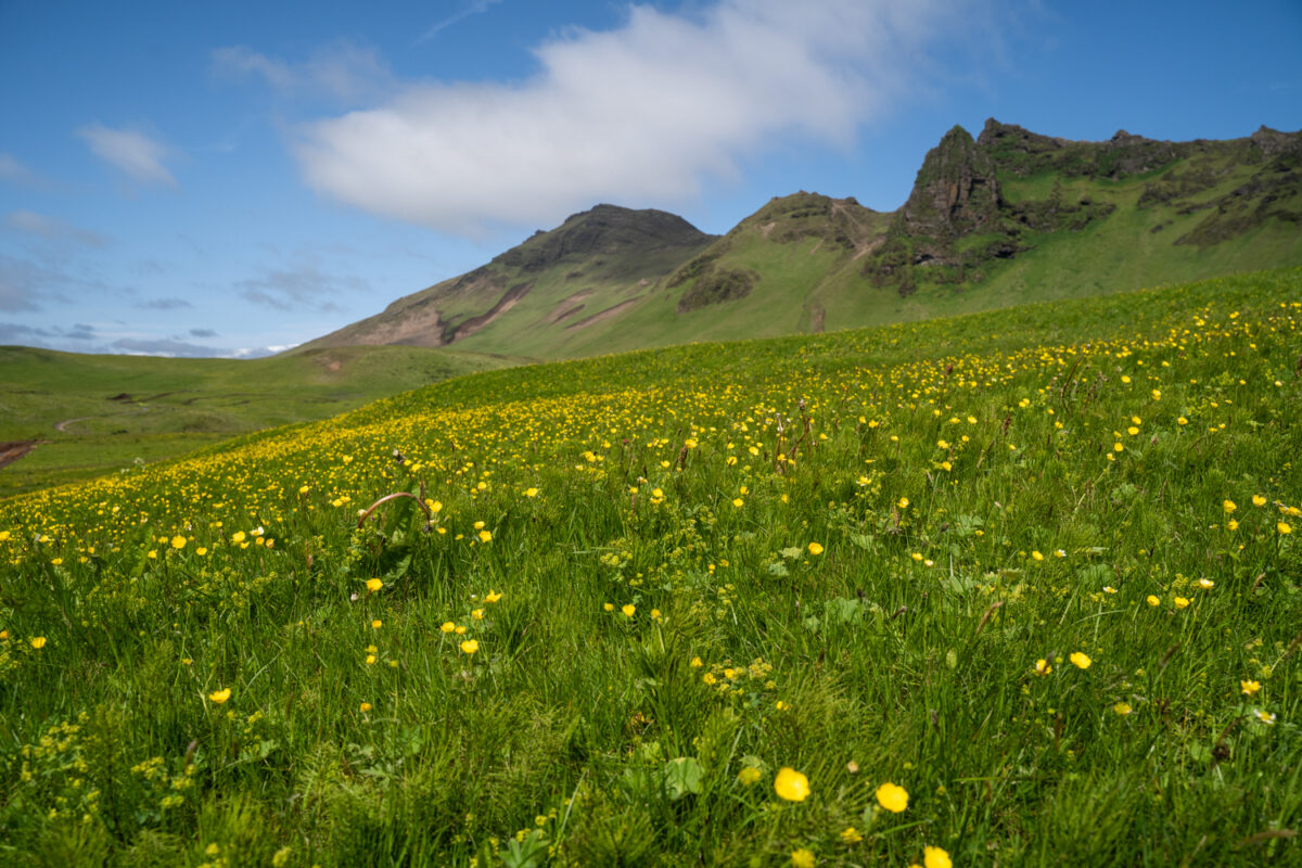 Vik Iceland landscape