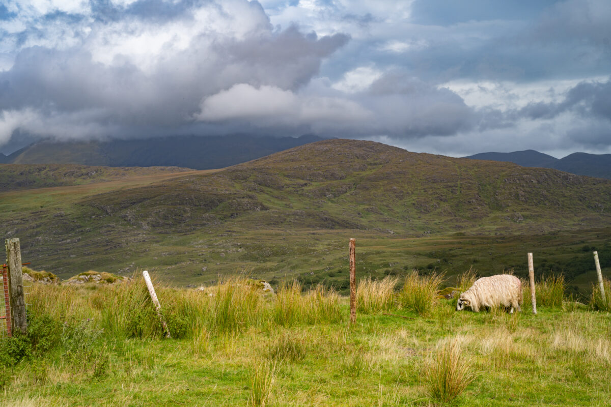 Kerry sheep