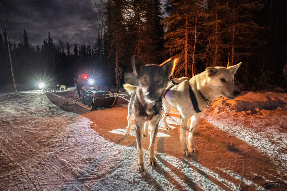 Fairbanks dog sledding