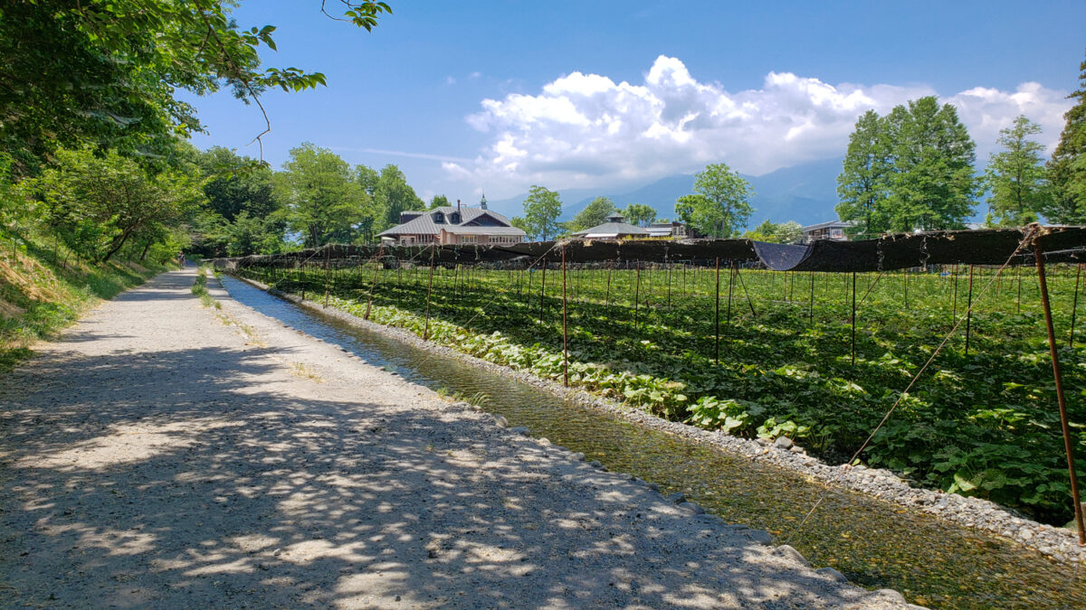 Daio Wasabi Farm 