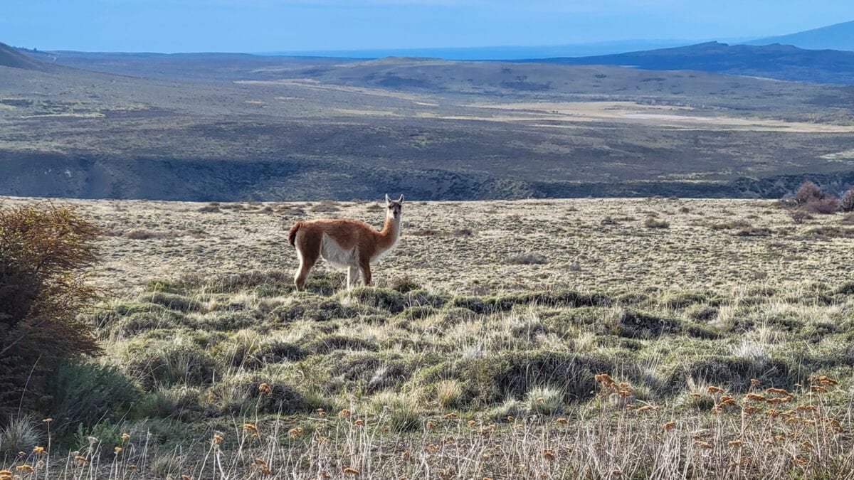 Guanaco