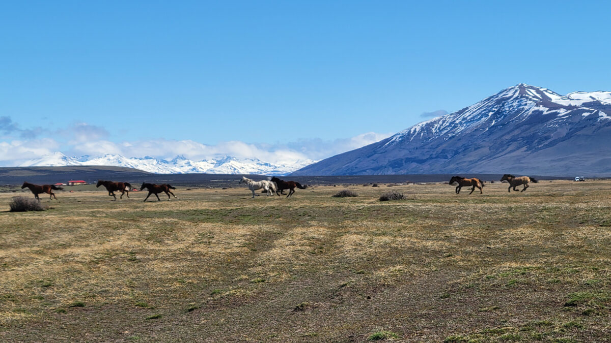 Wild horses patagonia