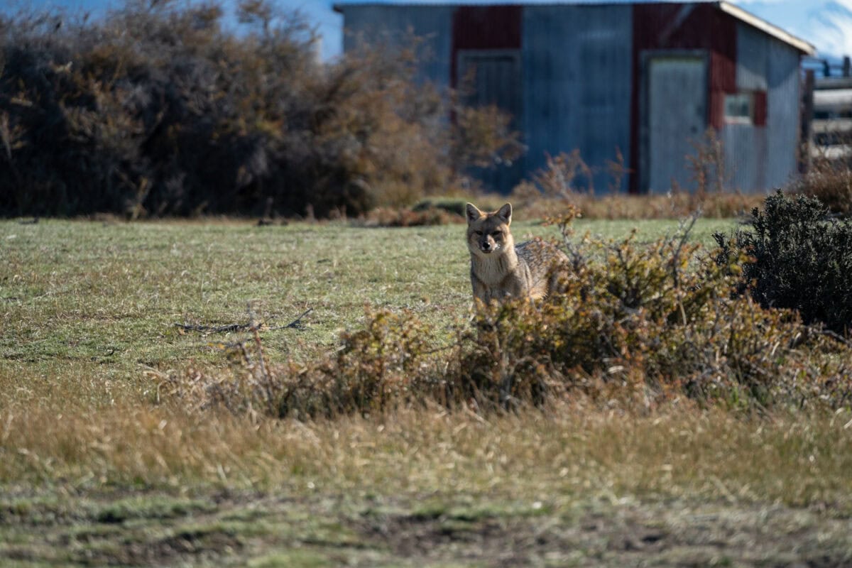 patagonia wildlife you'll see along the way