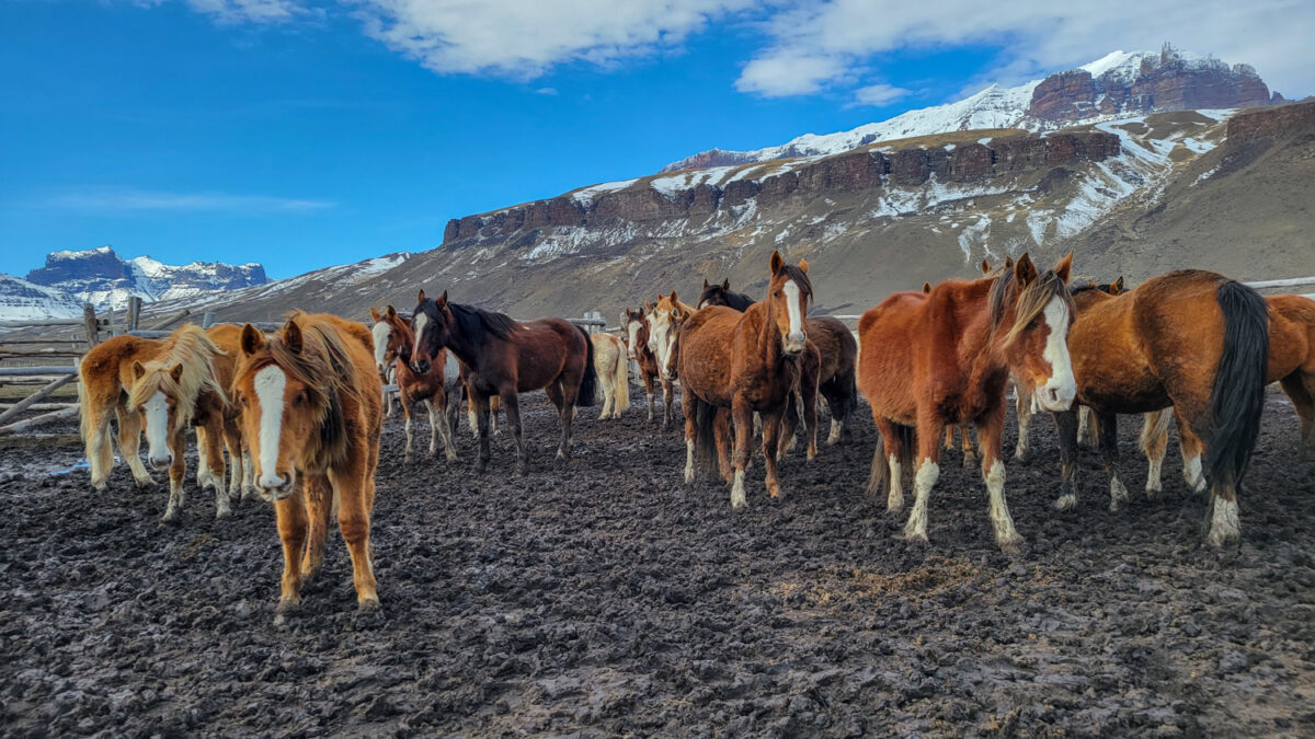horses at estancia 3R patagonia