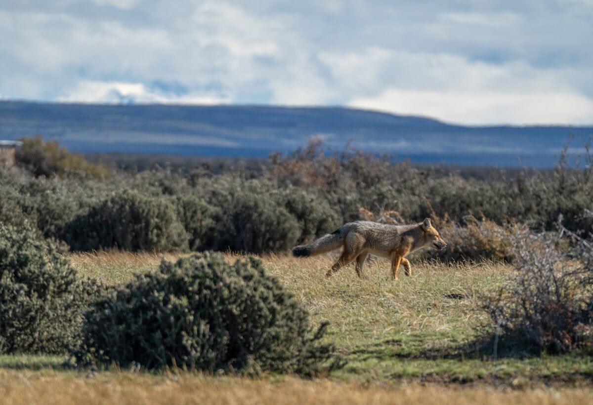 patagonia fox