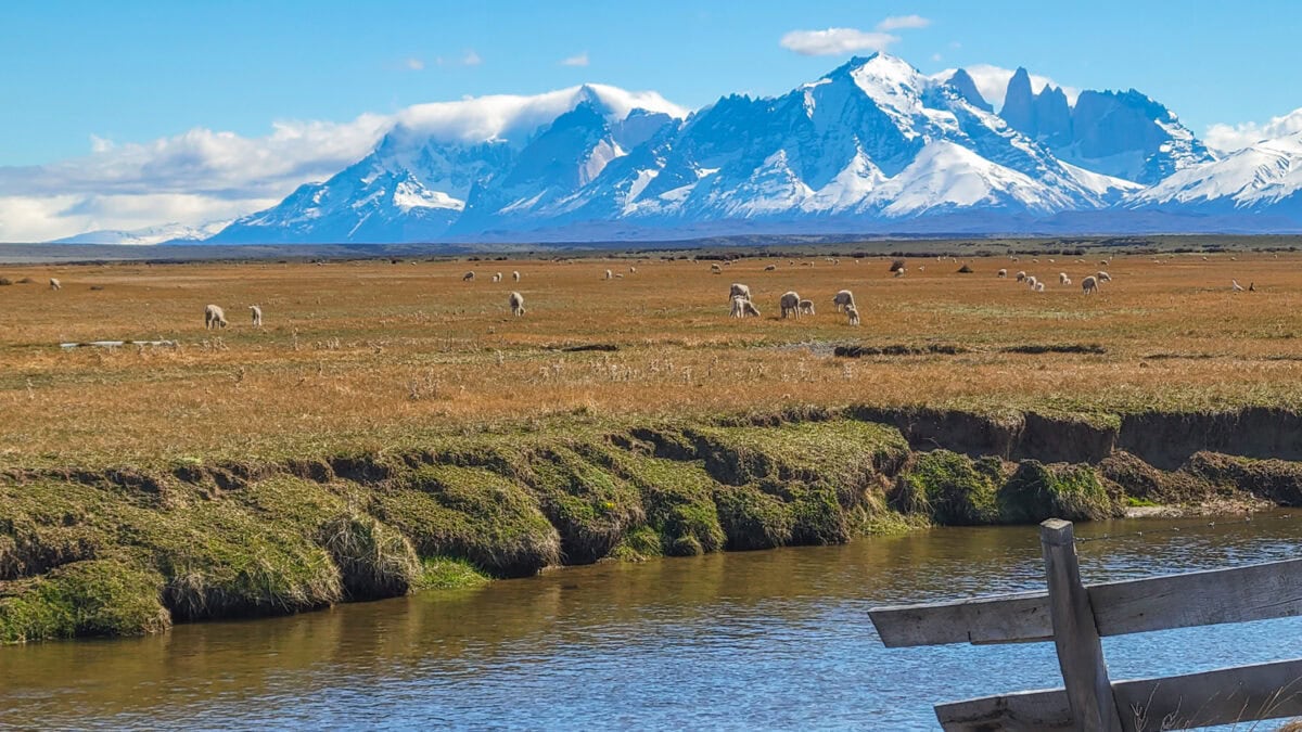 estancia sheep torres del paine