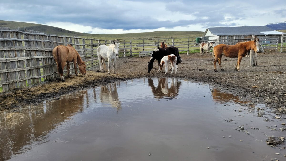 estancia livestock