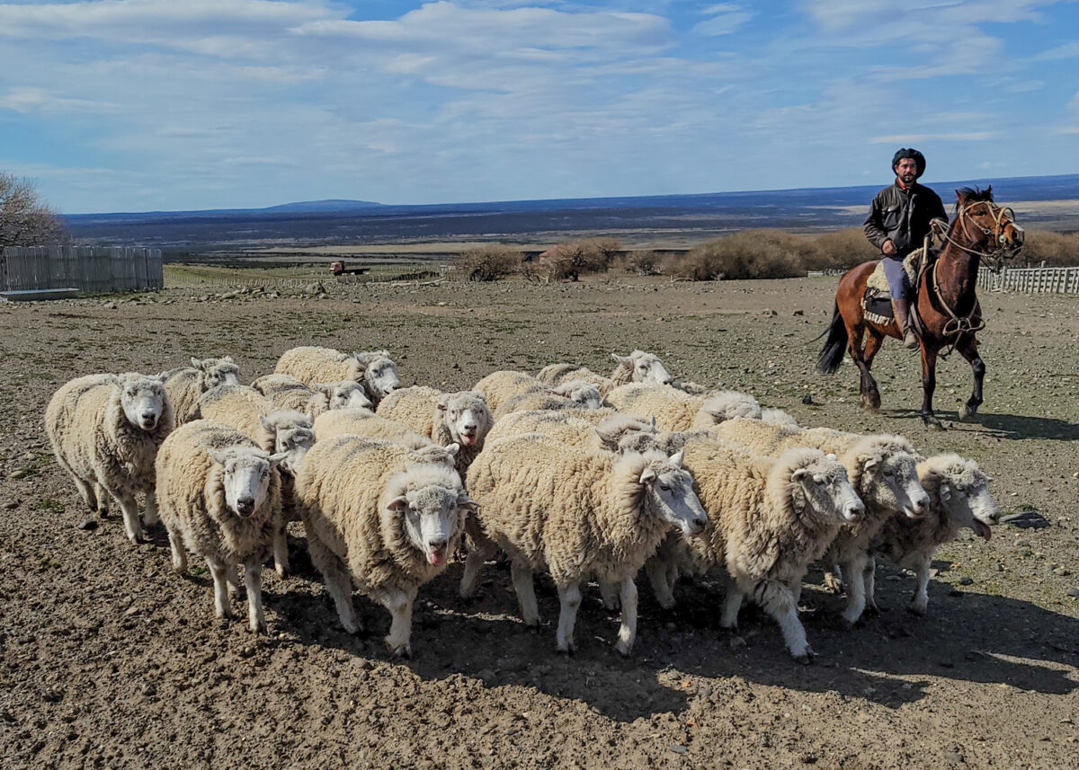 gaucho and sheep estancia
