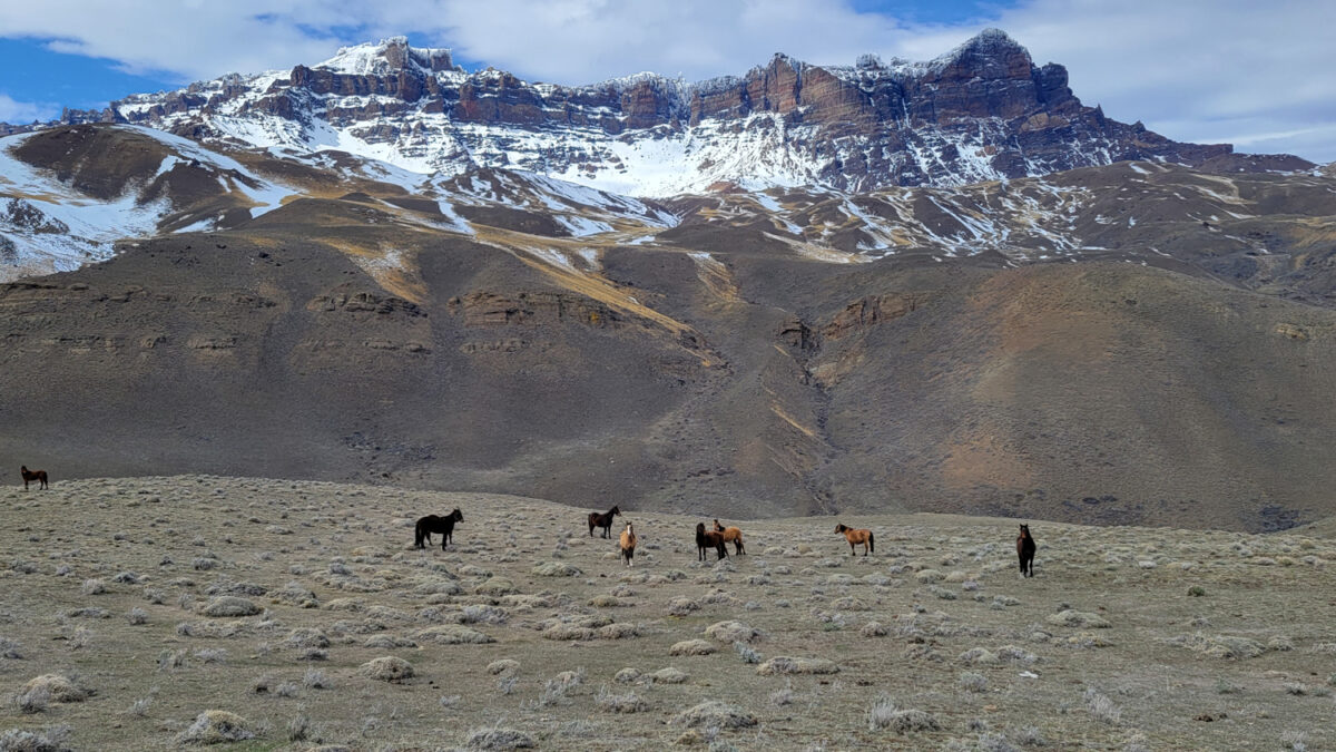 wild horses patagonia