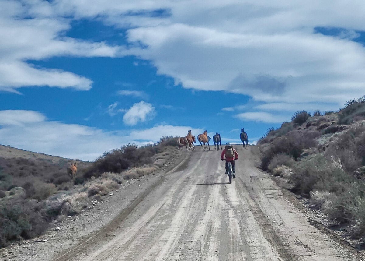 biking with wild horses