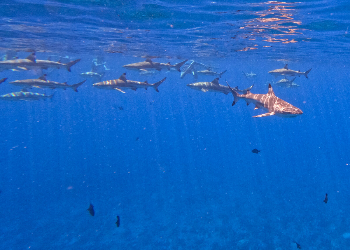 snorkeling with sharks tahiti
