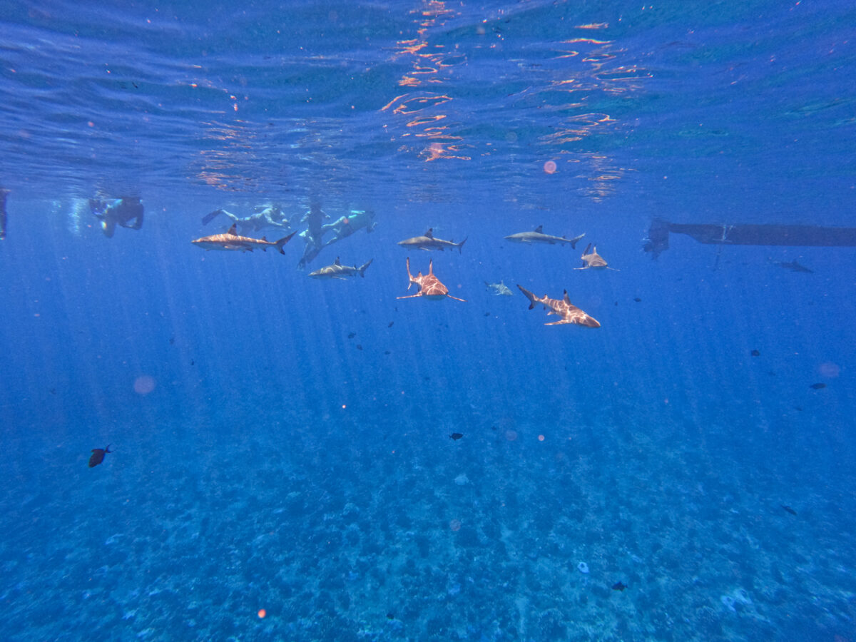 Tahiti snorkeling with sharks